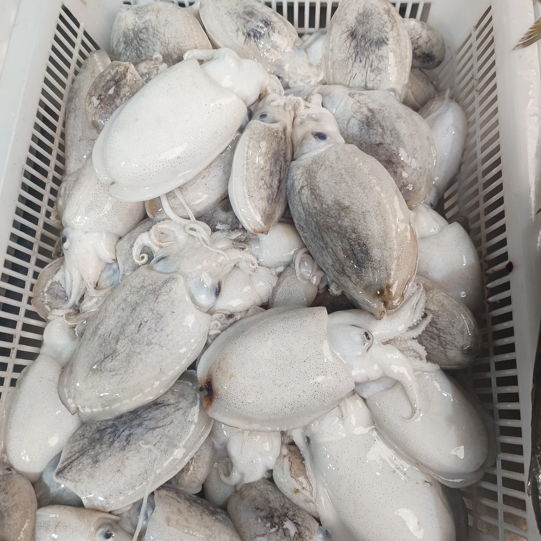 湛江野生墨鱼仔 天然小墨鱼 顺丰发货