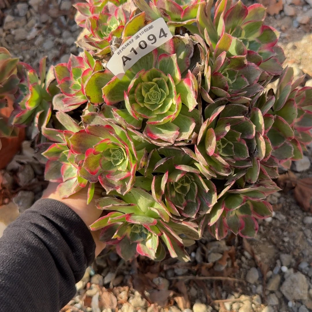 1094水蜜桃。多肉植物