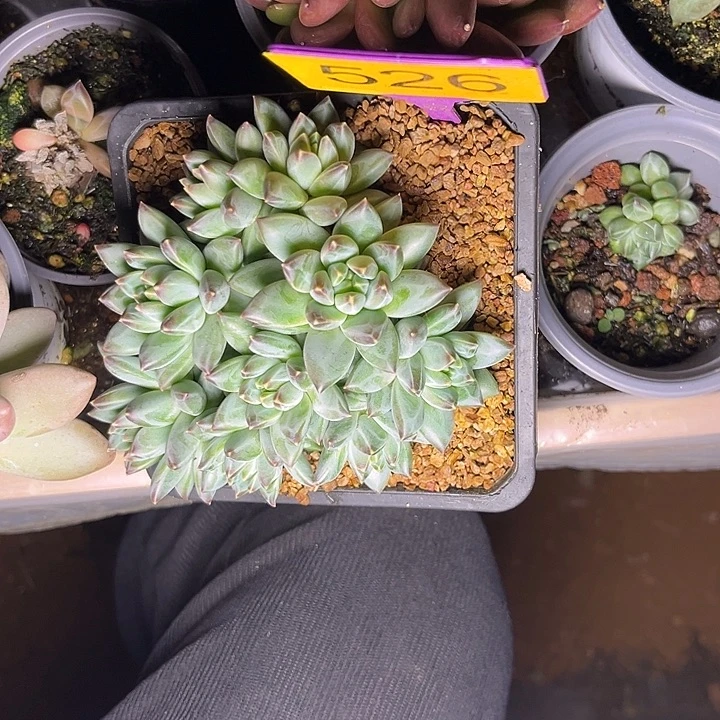 多肉植物暗纹美人526