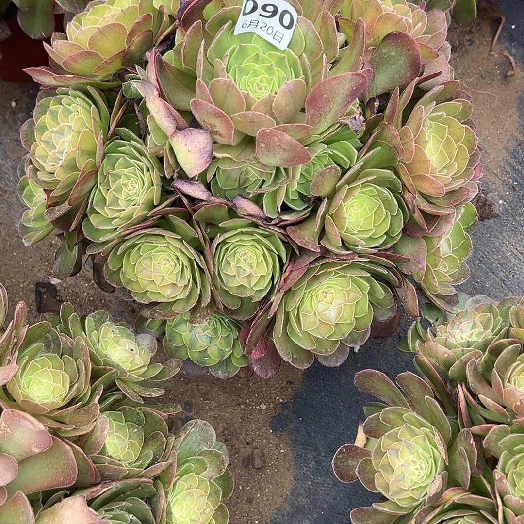 衣***夭6.20.90雨荷多肉植物1