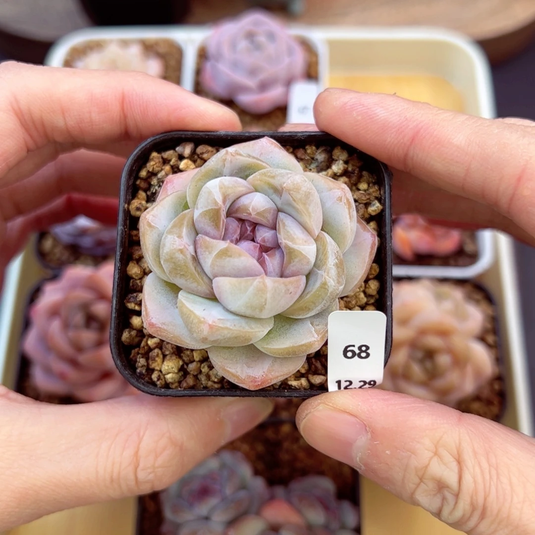 好好看68、哈哈哈哈