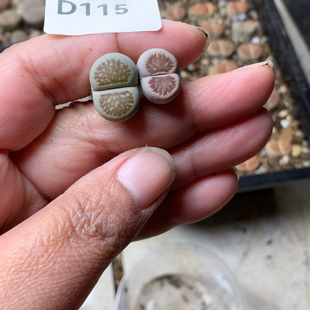 °D115多肉植物保护