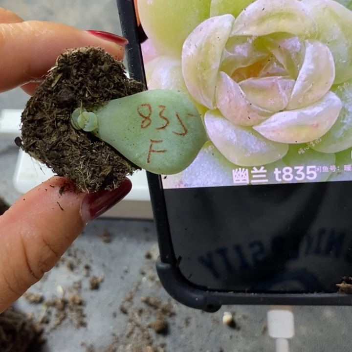 幽兰芽苗一个多肉