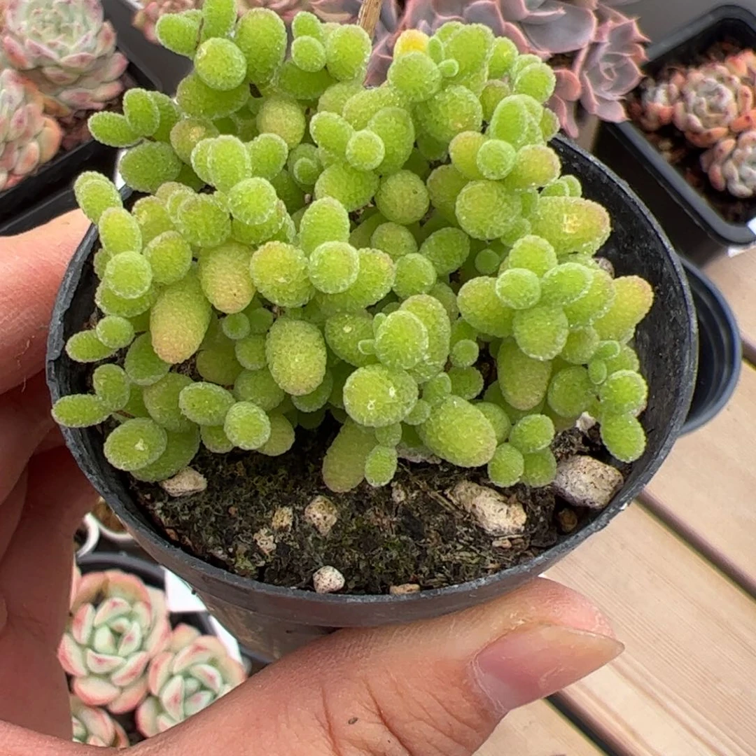 ✨**崽013 满38元包邮非