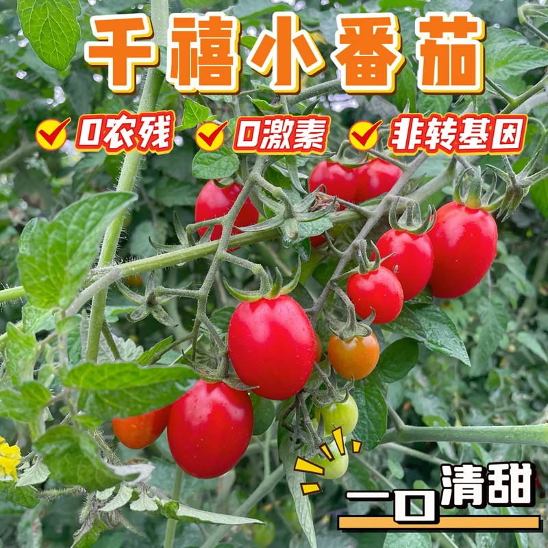 （现摘现发）新鲜正宗千禧小番茄海丰本地露天种植多汁圣女果农产品