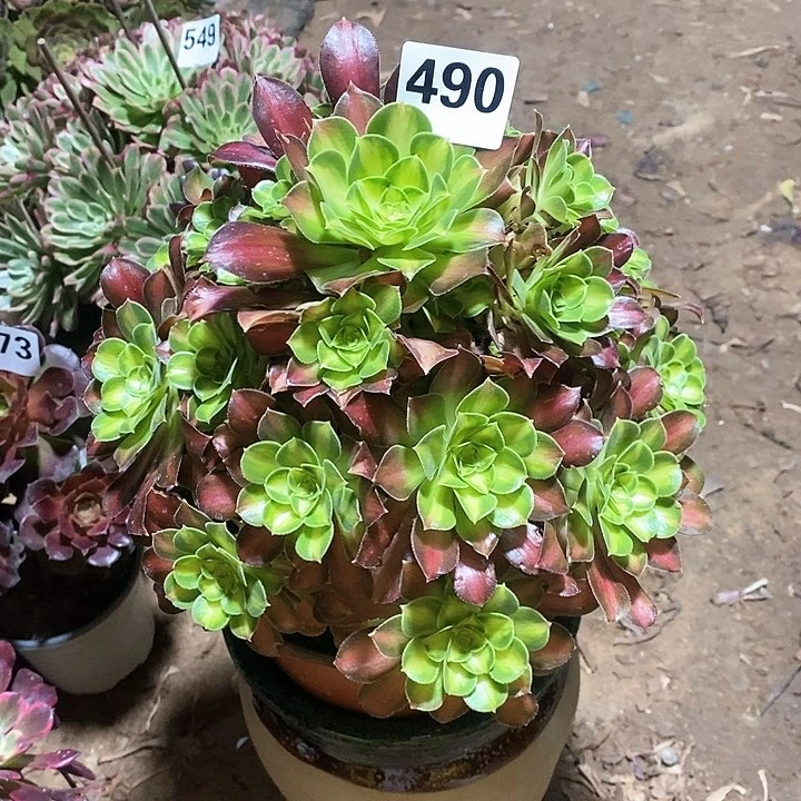 法师植物一物一拍1234567