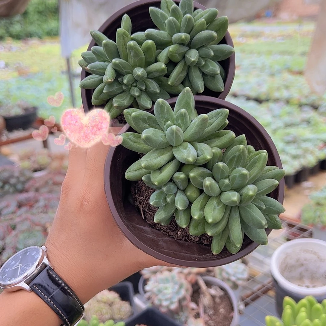 千代田多头精品二盆