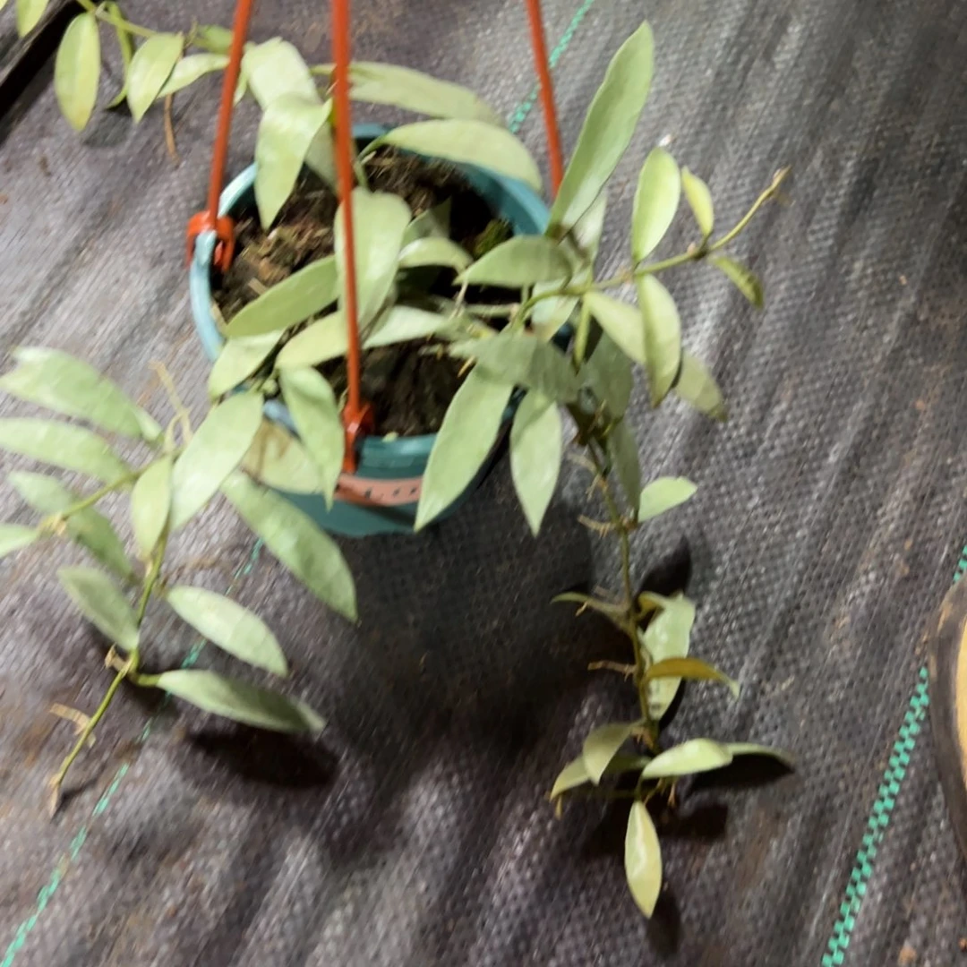 I****无花朵全银长叶裂瓣