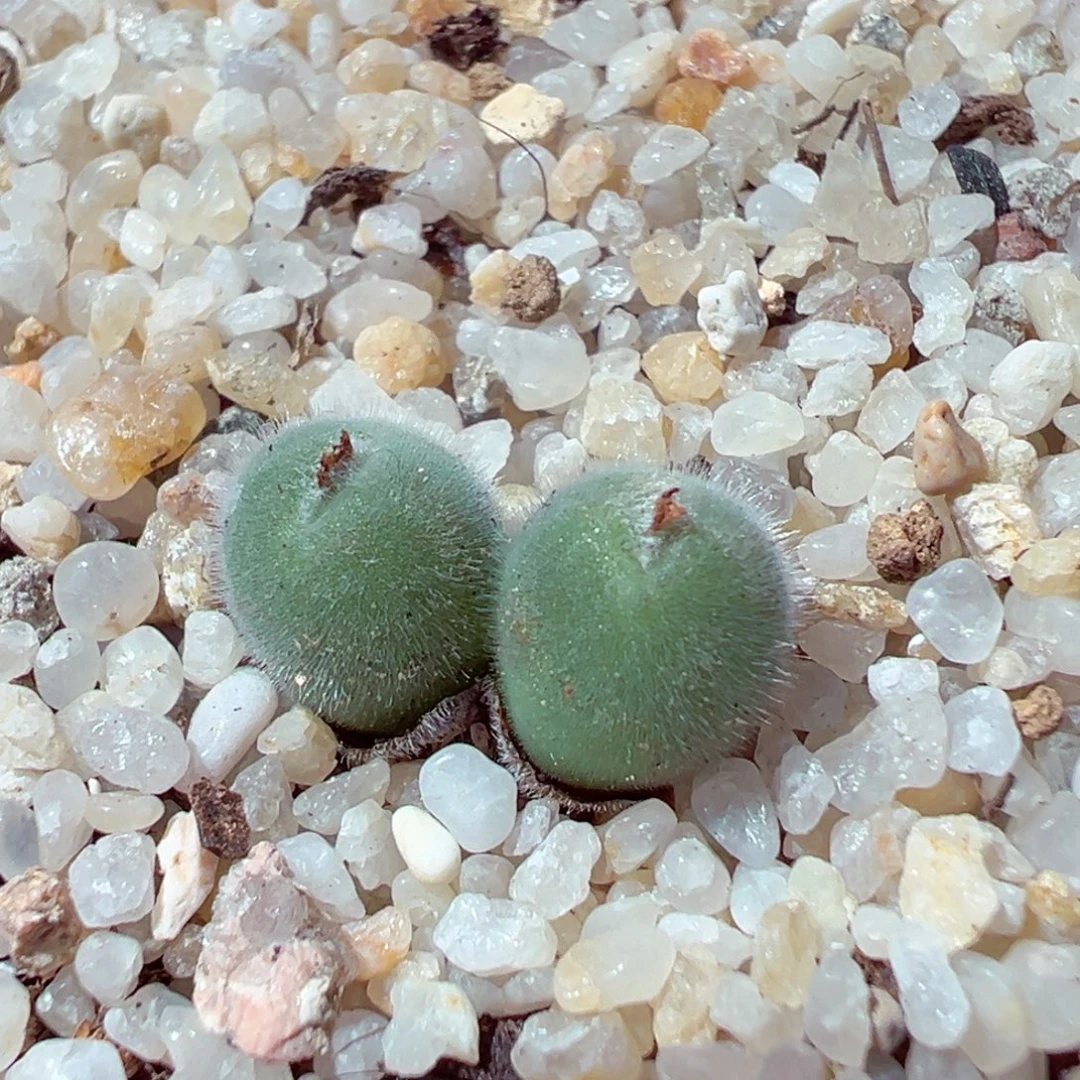 1211-549多肉多日小美毛球