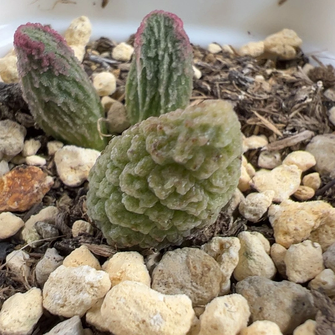 实生新品大苗多肉植物水泡多肉植物水泡