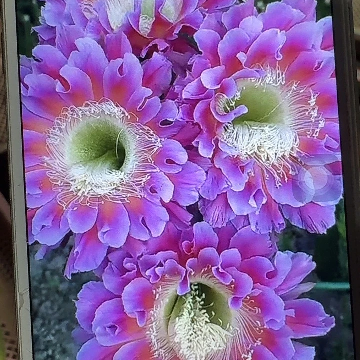云雨侧芽4公分彩草