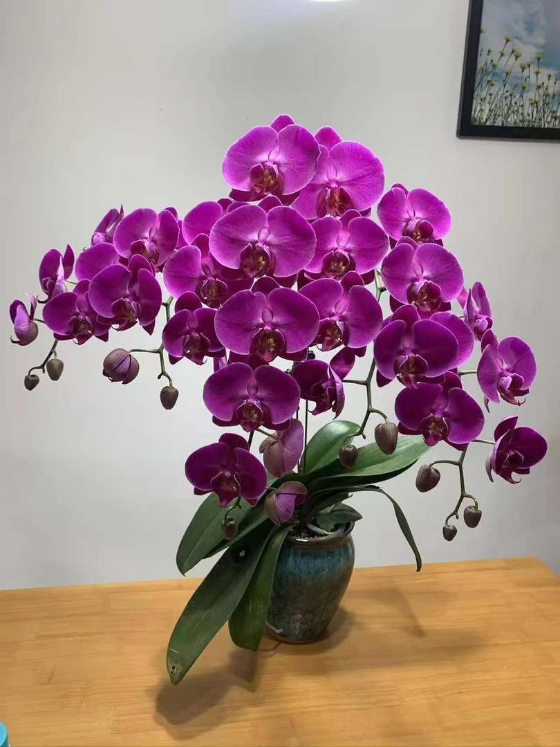 【3.5超大杯紫气东来2花剑蝴蝶兰】蝴蝶兰盆栽大苗带花剑四季开花