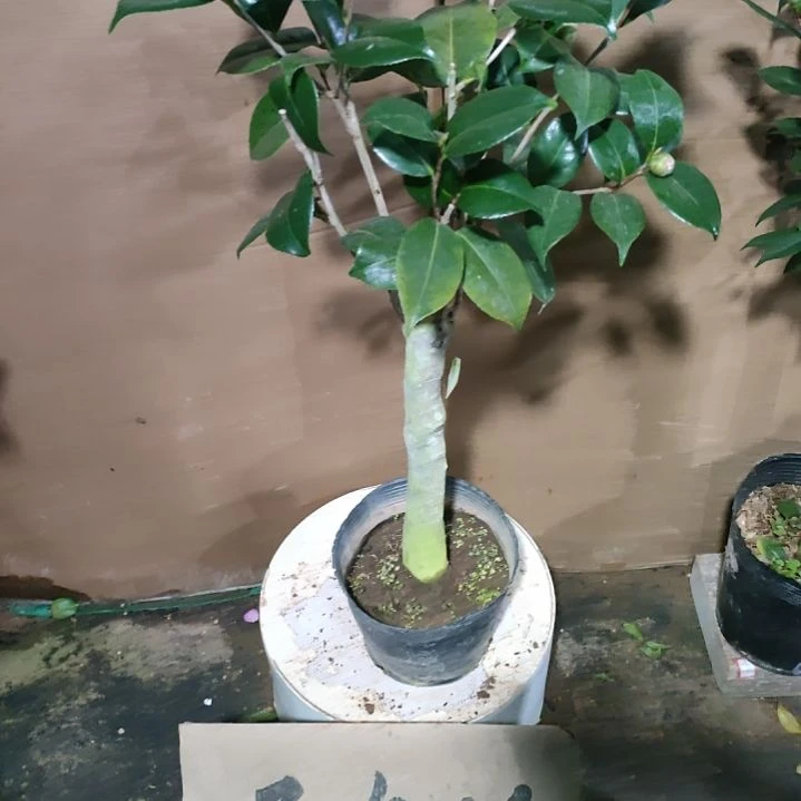 用****6黄色，原盆原土发货，不包邮