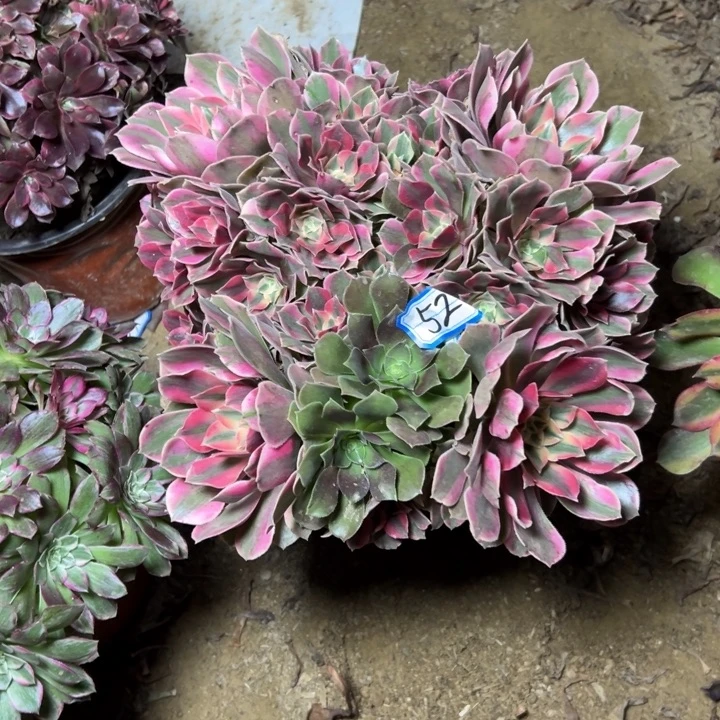 多肉植物粉女妖法师52