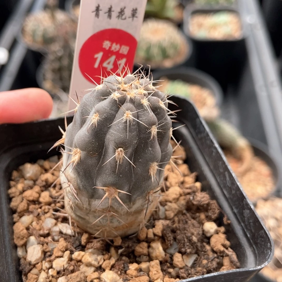 实生上腊阿寒玉一颗3cm