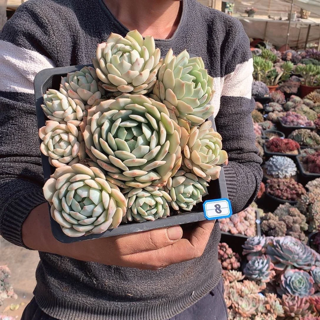 08蓝眼睛 一物一拍多肉