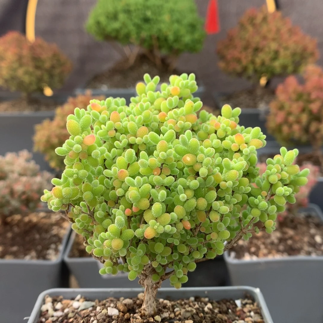 c232蜜橘枝干番杏