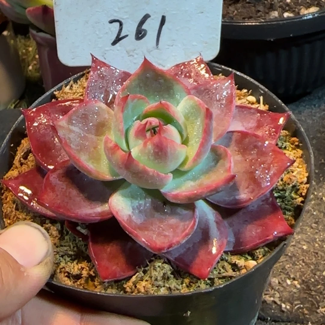 261 惊鸿一物一拍包装收缩花旱