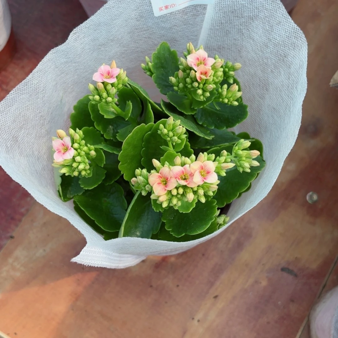 A184诗雨长寿花一颗