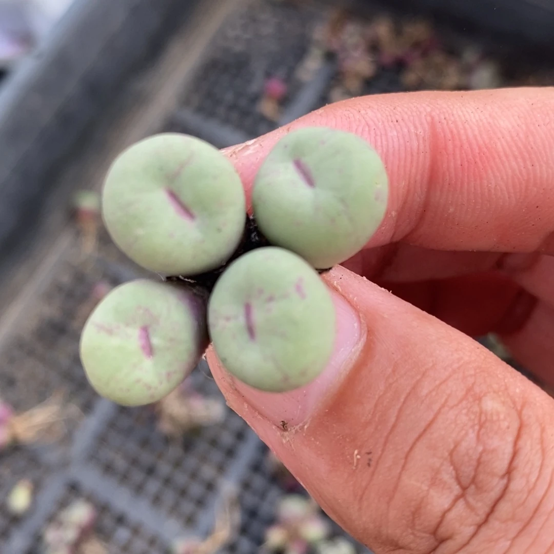 1277一颗一颗一颗