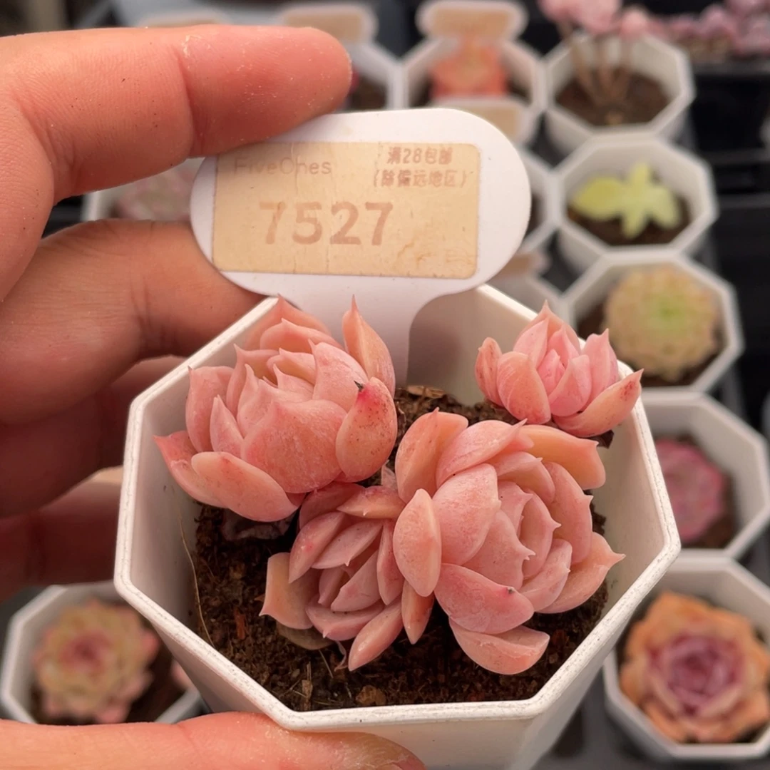 昂斯诺7527-6厘米