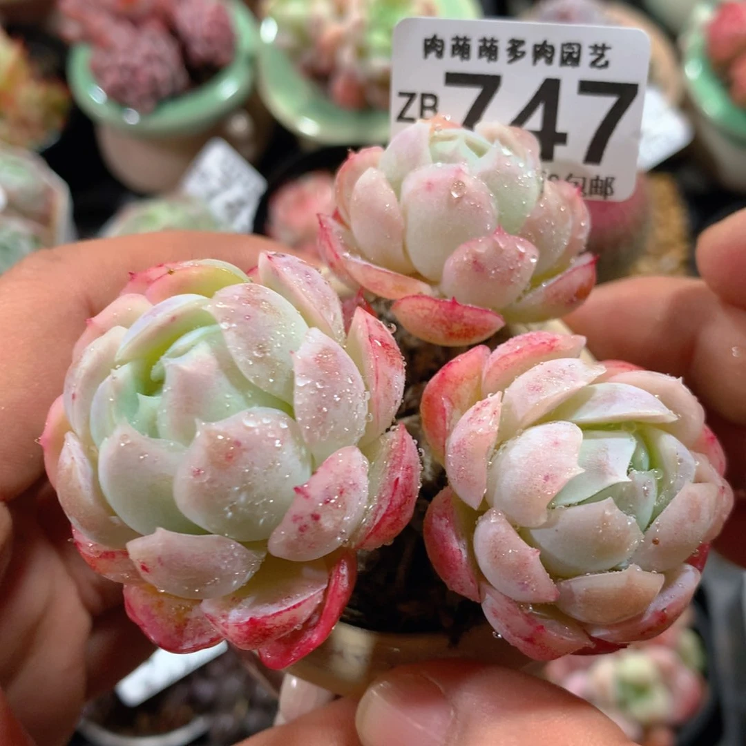 5CM拇指盆精控多肉ZB747