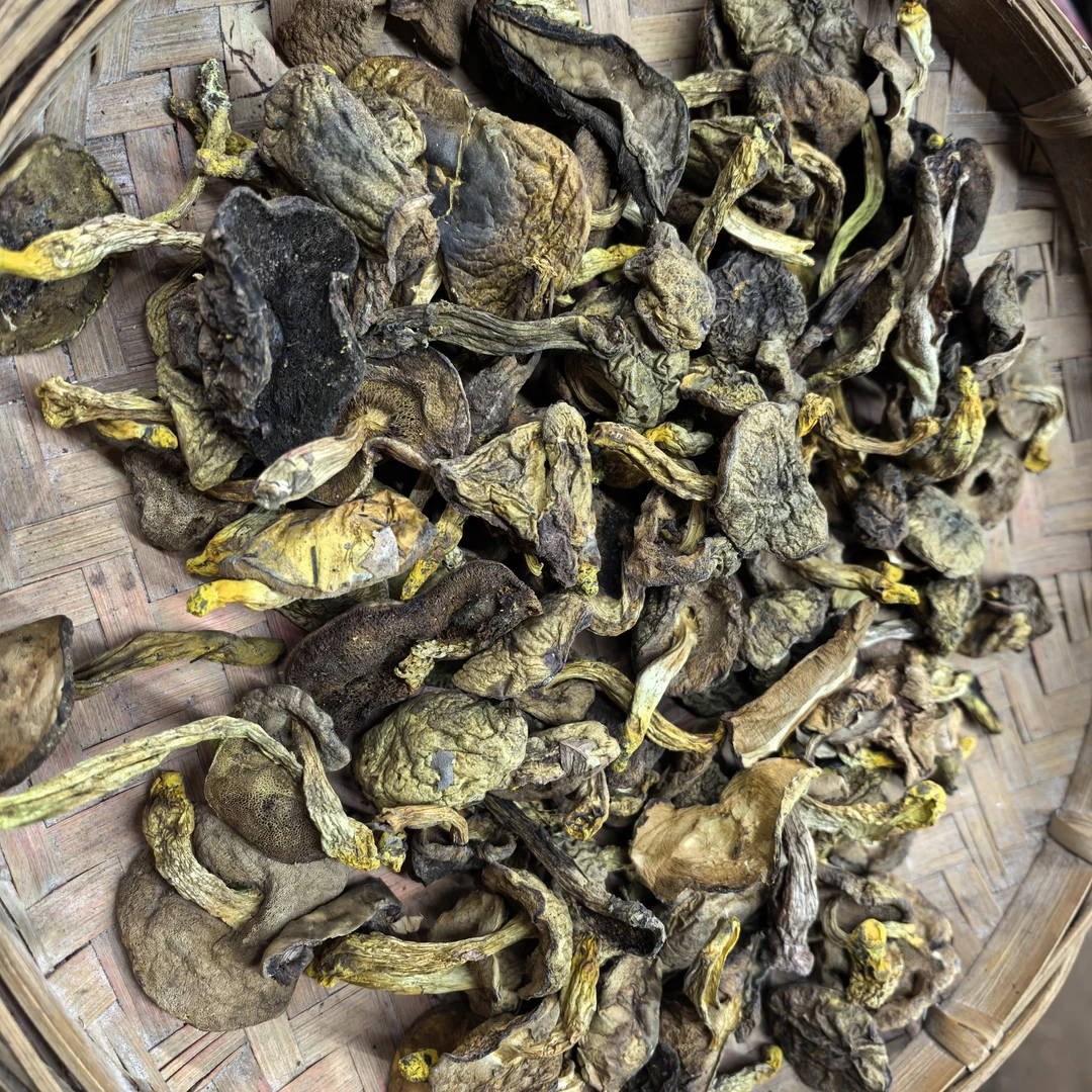 正宗云南野生小香菌