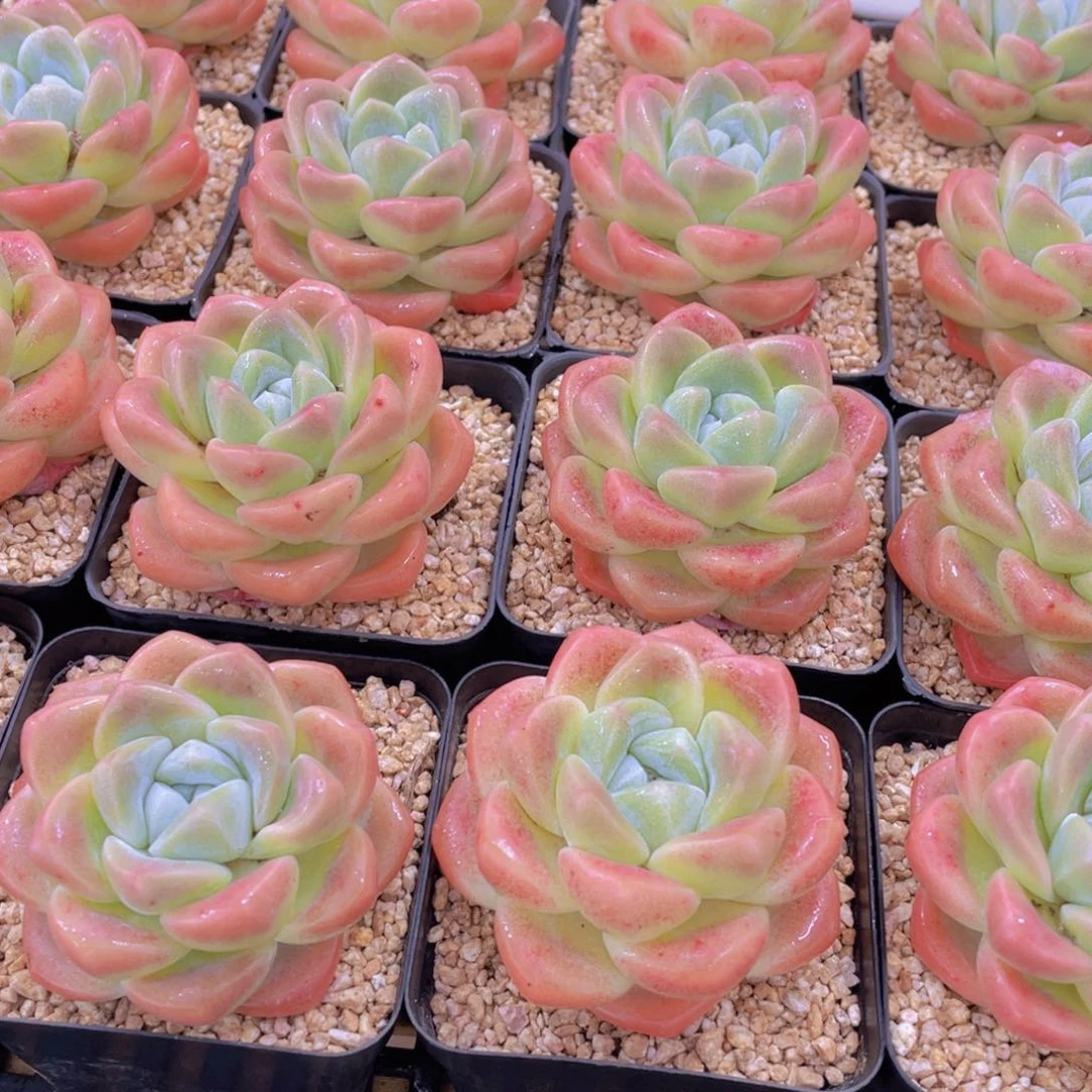 量拍2号 肥胖樱花钻石冰玉大单头一个