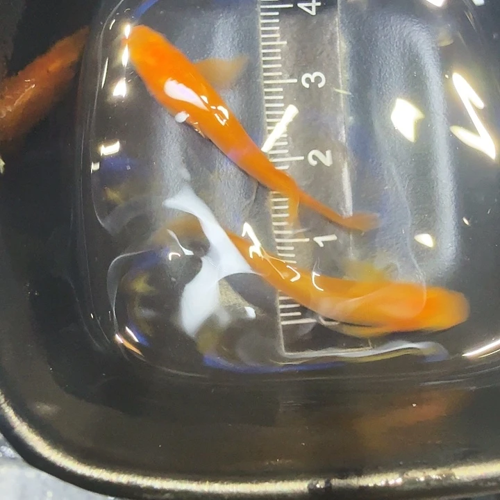 青鳉鱼43号拍品长鳍红帝