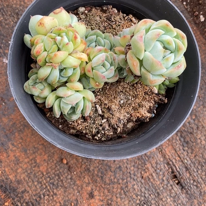 倾***8精品多肉植物0422不包整散