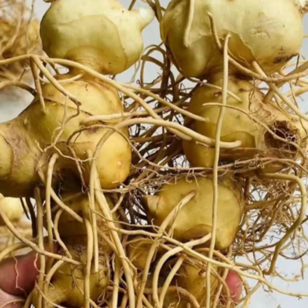 老虎姜（节节高、云南特产新鲜滇黄精）