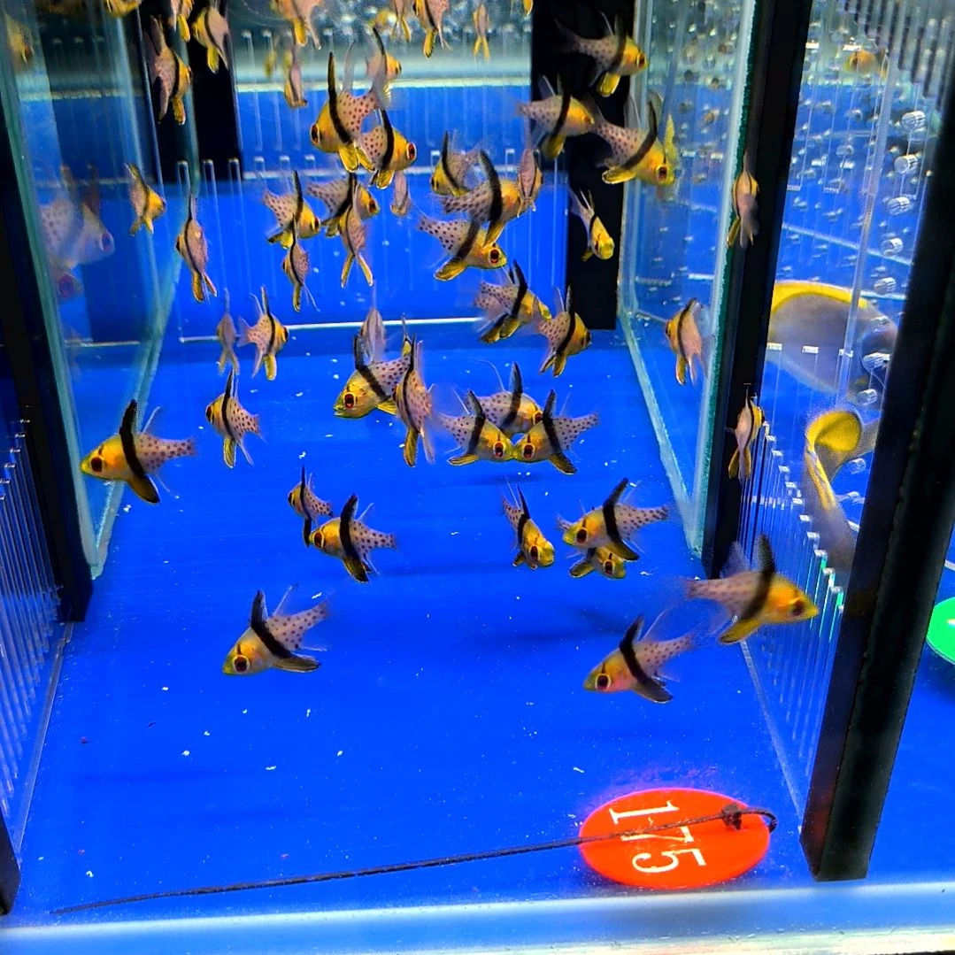 海水鱼红眼玫瑰2条/1-4-175