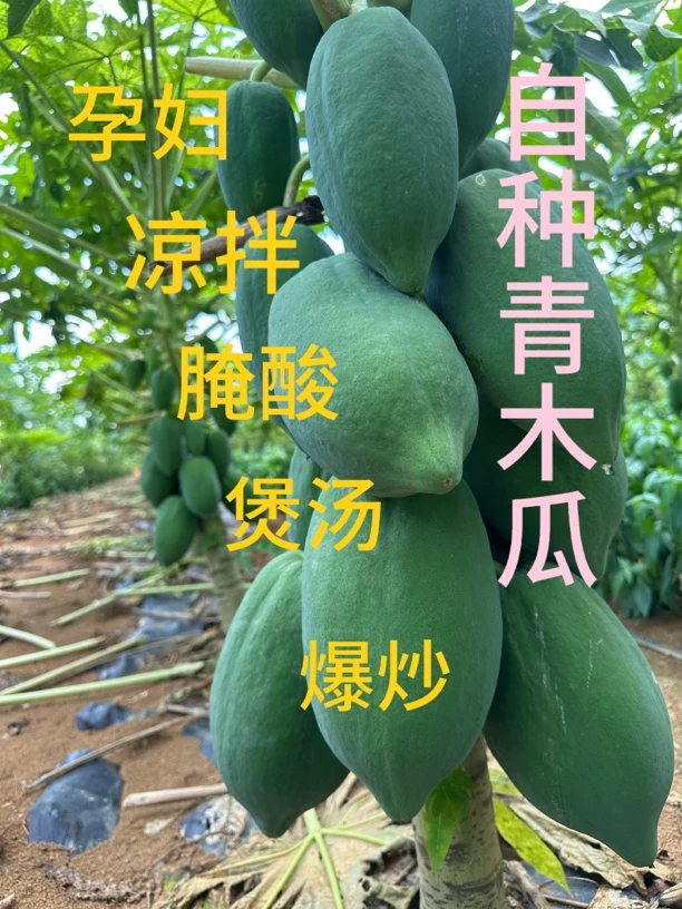 农家自种应季青木瓜煲汤爆炒腌酸凉拌