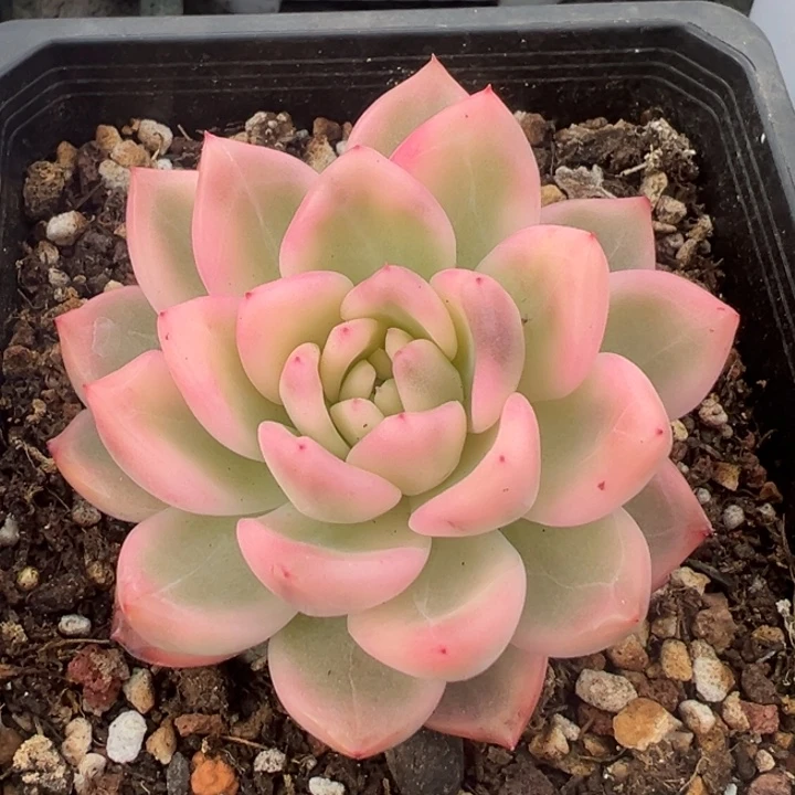 哈***嗝冰月亮锦一物一拍锦龙