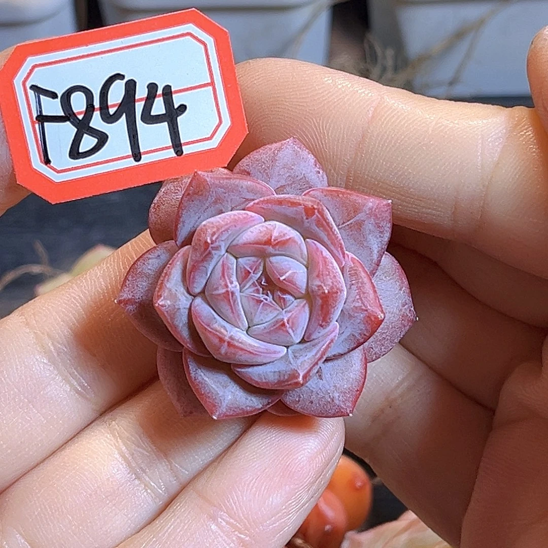 F894一物一拍 挽绛