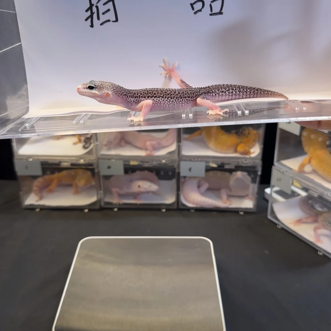 豹纹守宫1111111111