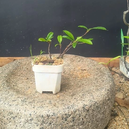 荣***你无花朵海  岛  春  花