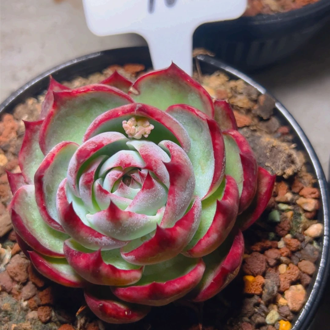 惊鸿仙子一物一拍16号