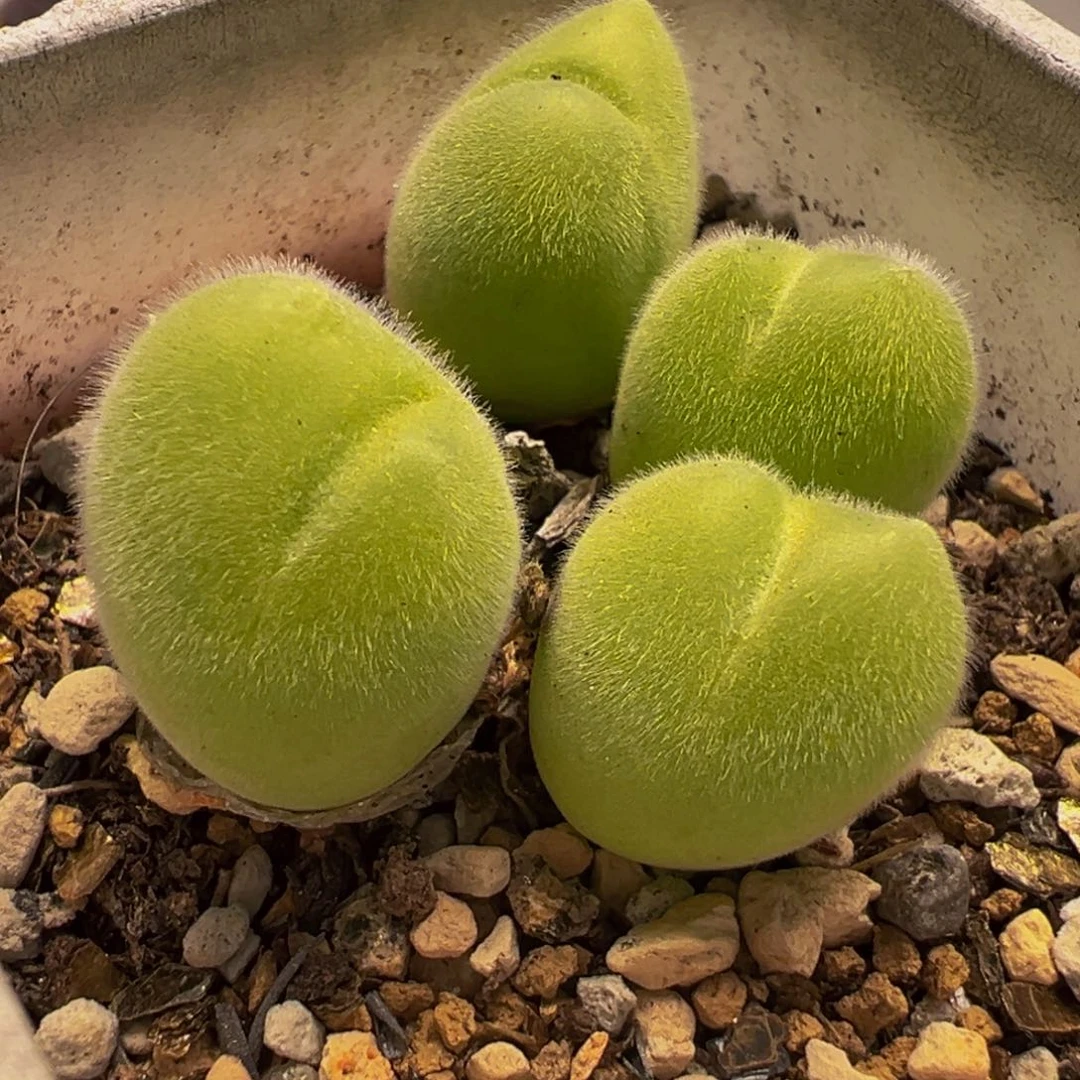 352多肉植物种类多样