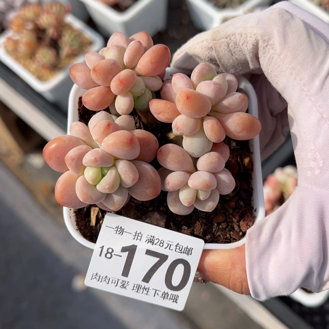 红洛神多肉多肉多肉多肉