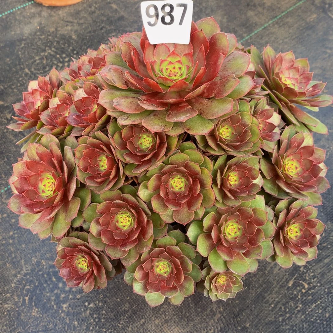 @***儿法师多肉植物987红魔