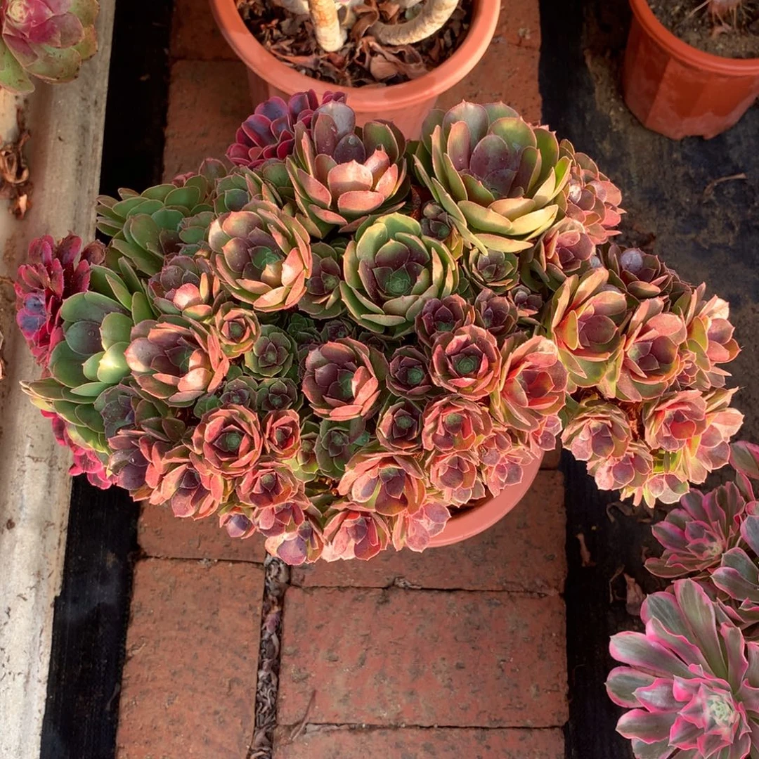 万缀朵朵，带嫁接的