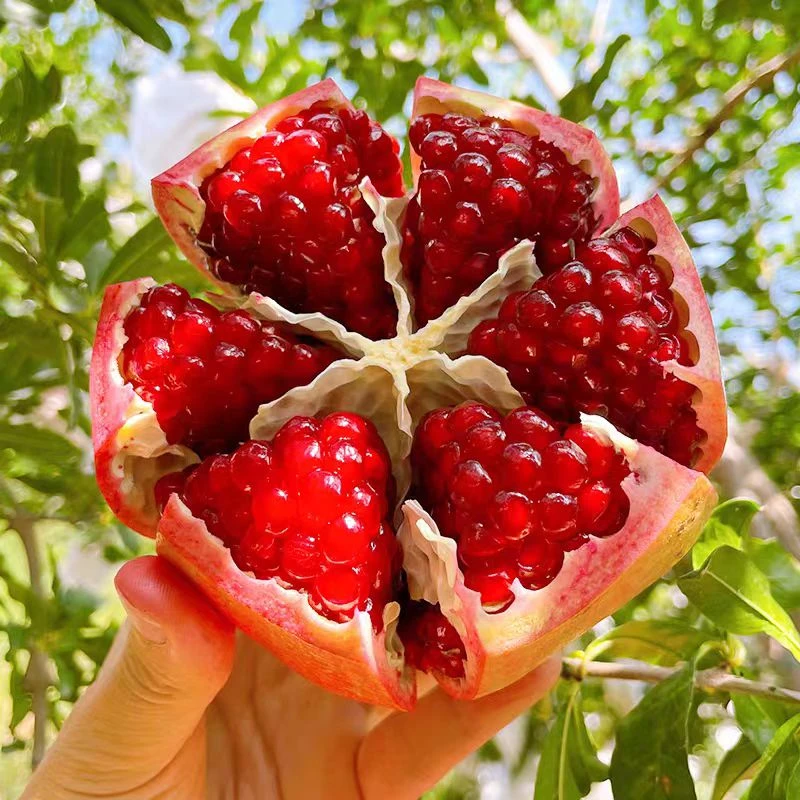 【X顺丰次日达】四川会理突尼斯软籽石榴红润饱满晶莹剔透带箱5斤装多仓发货四川省