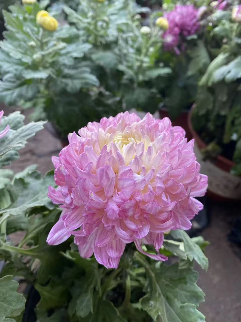 九月菊《粉绣球》菊花大苗盆栽室内阳台花卉