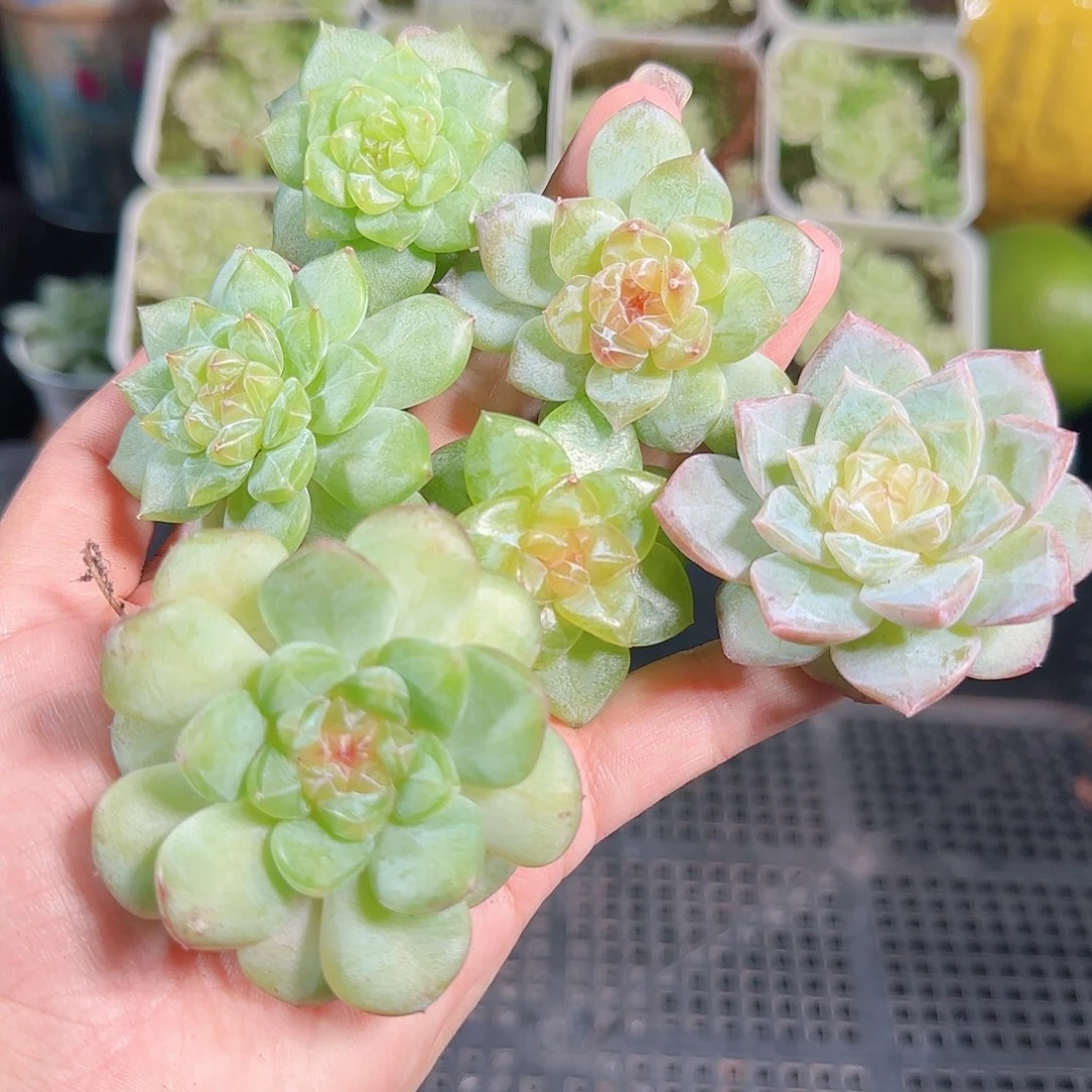 0916---157糖心珍妮