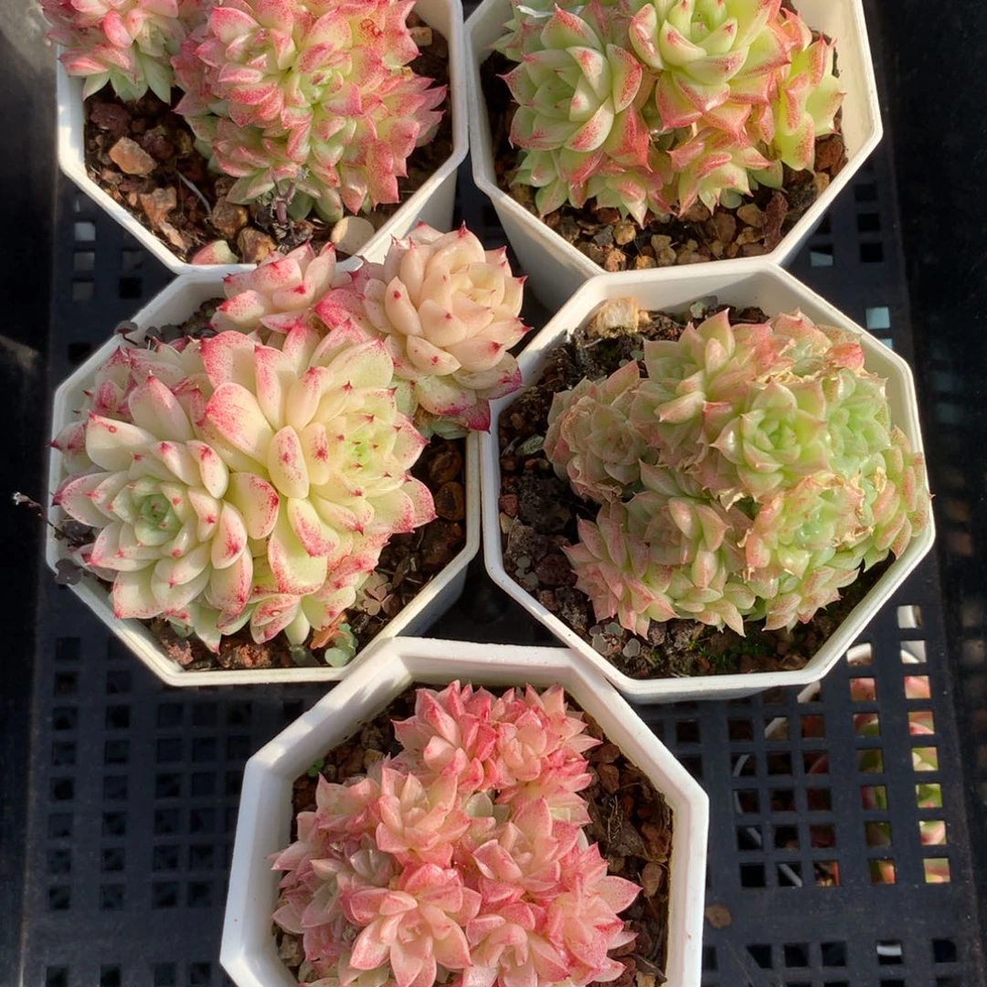 1205-57 套餐一组