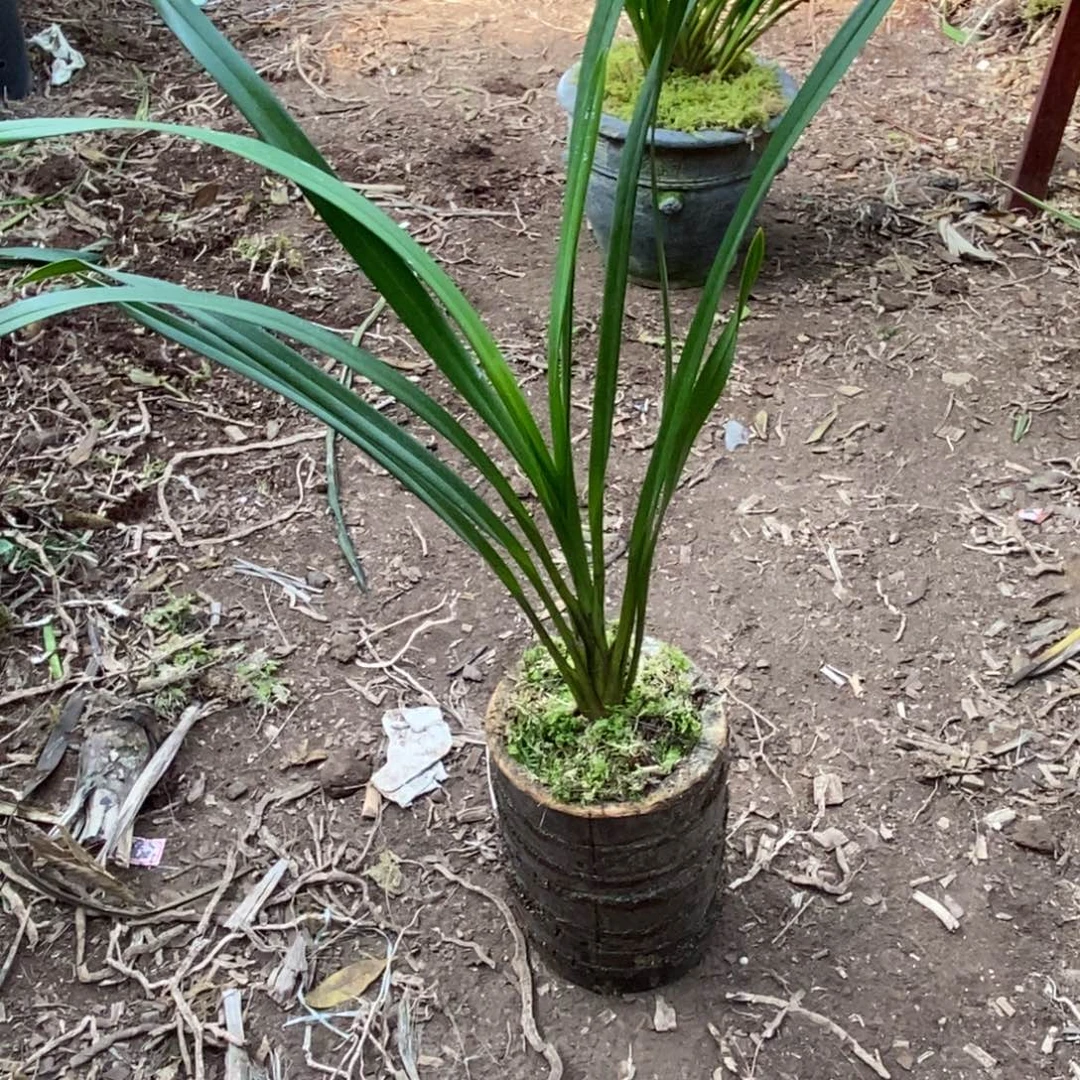 完全开放棕根大雪兰