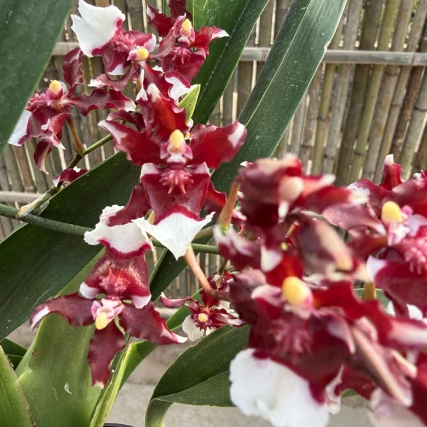 巧克力文心兰室内外绿植盆栽好养花卉