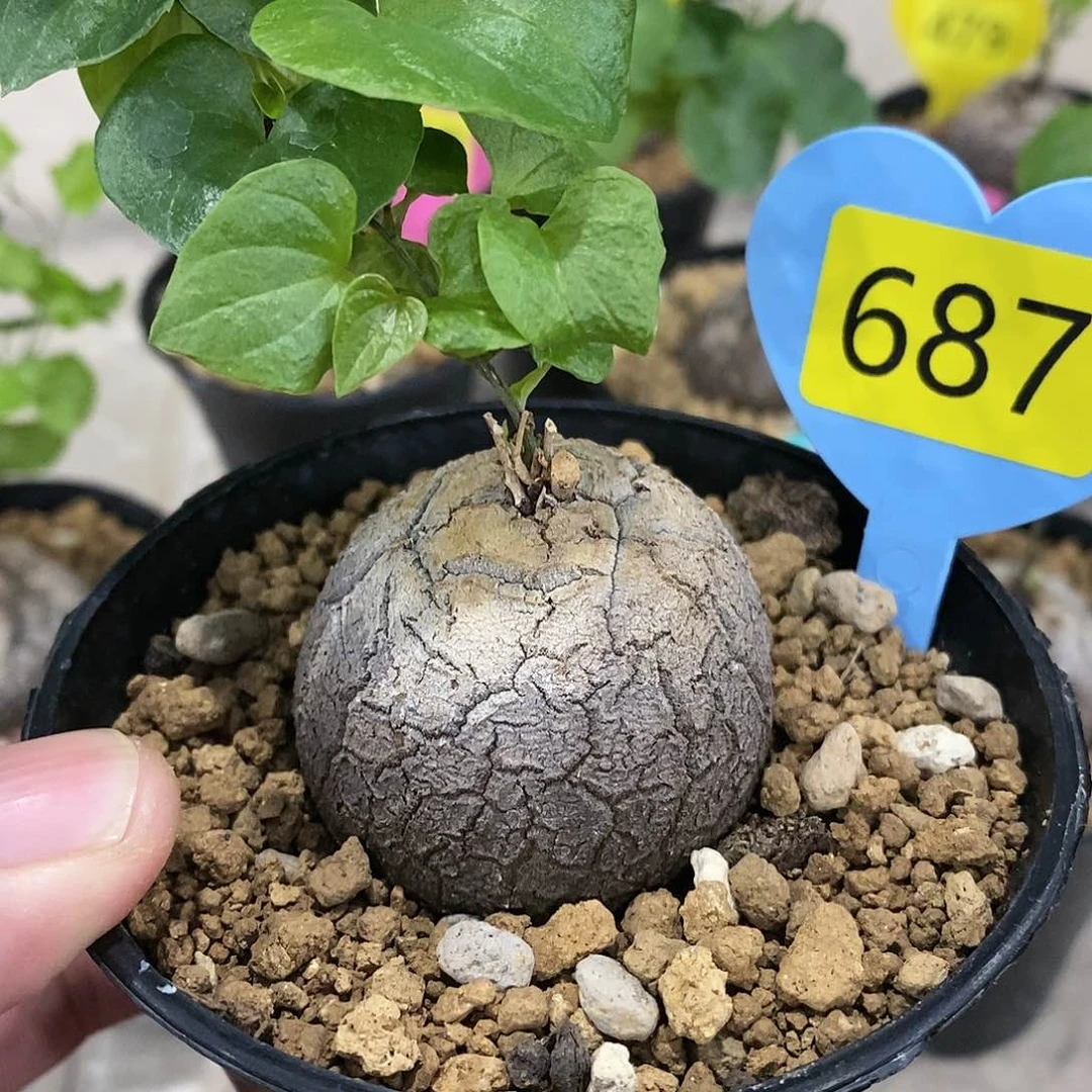 吴*朋南非龟甲龙龟甲龙