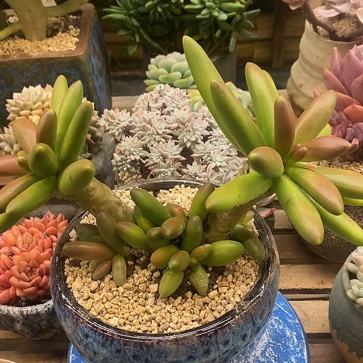 多肉植物肉肉植物